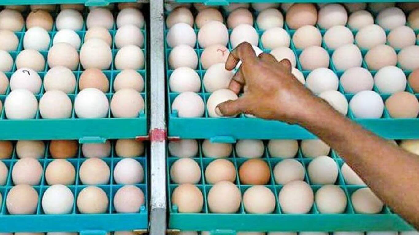 Malaysia's eggs shortage sets Indian hatcheries on path for record exports